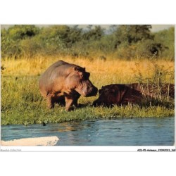 AIDP5-ANIMAUX-0469 - hippopotames