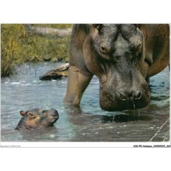 AIDP5-ANIMAUX-0466 - faune africaine - maman et bébé hippopotame