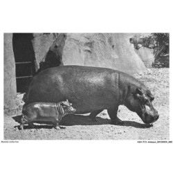 ASHP13-0832-ANIMAUX - HIPPOPOTAME ET SON PETIT