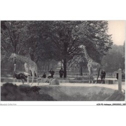 AJKP2-0166 - ANIMAUX - LES GIRAFES SUR LEUR PLATEAU