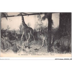 AJKP2-0191 - ANIMAUX - BOURGES - MUSEUM D'HISTOIRE NATURELLE - GIRAFE
