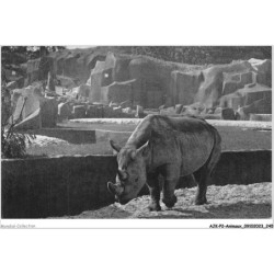 AJKP2-0236 - ANIMAUX - LE RHINOCEROS D'AFRIQUE