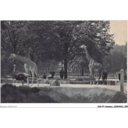 AIDP7-ANIMAUX-0661 - girafe