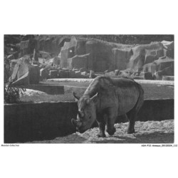 ASHP12-0781-ANIMAUX - PARC ZOOLOGIQUE DU BOIS DE VINCENNES PARIS - LE RHINOCEROS D'AFRIQUE