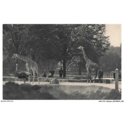 ASHP12-0779-ANIMAUX - PARC ZOOLOGIQUE DU BOIS DE VINCENNES PARIS - LES GIRAFES SUR LEUR PLATEAU