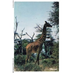 ASHP13-0841-ANIMAUX - FAUNE AFRICAINE - GIRAFE
