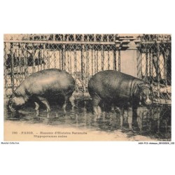 ASHP13-0852-ANIMAUX - PARIS - MUSEUM D'HISTOIRE NATURELLE - HIPPOPOTAMES NAINS