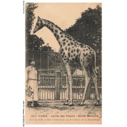ASHP11-0679-ANIMAUX - PARIS - JARDIN DES PLANTES - GIRAFE MENELICK