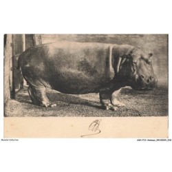 ASHP13-0801-ANIMAUX - HIPPOPOTAME