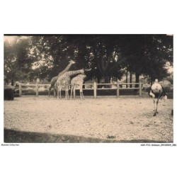 ASHP13-0835-ANIMAUX - DES GIRAFES DANS UN ZOO