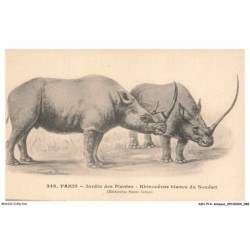 ASHP14-0909-ANIMAUX - PARIS - JARDIN DES PLANTES - RHINOCEROS BLANCS DU SOUDAN