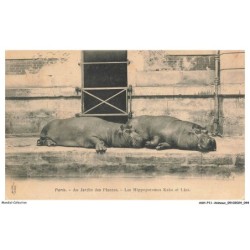 ASHP11-0683-ANIMAUX - PARIS - AU JARDIN DES PLANTES - LES HIPPOPOTAMES KAKO ET LIZA