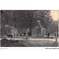 AJKP2-0218 - ANIMAUX - LES GIRAFES SUR LEUR PLATEAU