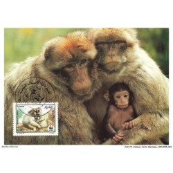 AUXP3-0128-ANIMAUX-CARTE-MAXIMUM - BARBARY MACAQUE