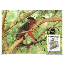 AUXP3-0119-ANIMAUX-CARTE-MAXIMUM - PROCOLOBUS BADIUS FEMMINCKII