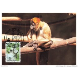 AUXP3-0122-ANIMAUX-CARTE-MAXIMUM - GEOFFROY'S SPIDER MONKEY