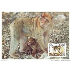AUXP3-0127-ANIMAUX-CARTE-MAXIMUM - BARBARY MACAQUE