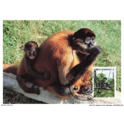 AUXP3-0123-ANIMAUX-CARTE-MAXIMUM - GEOFFROY'S SPIDER MONKEY