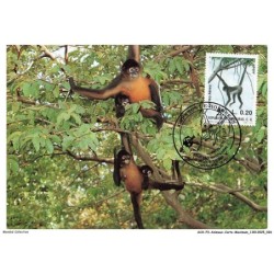 AUXP3-0130-ANIMAUX-CARTE-MAXIMUM - GEOFFROY'S SPIDER MONKEY