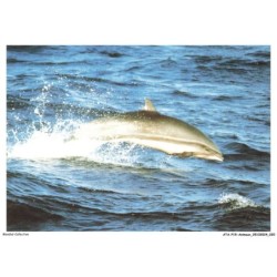 ATAP15-1024-ANIMAUX - Dauphin de fraser