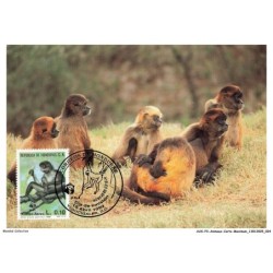 AUXP3-0129-ANIMAUX-CARTE-MAXIMUM - GEOFFROY'S SPIDER MONKEY