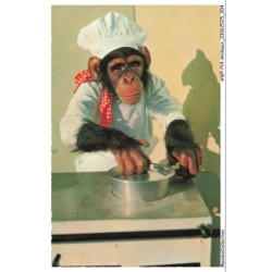 AWPP14-0815-ANIMAUX - Singe cuisinier