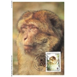 AUXP3-0131-ANIMAUX-CARTE-MAXIMUM - BARBARY MACAQUE