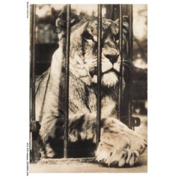 ATAP15-1052-ANIMAUX - Un lion