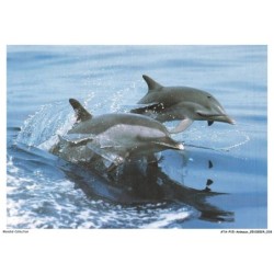 ATAP15-1023-ANIMAUX - Dauphin douteux