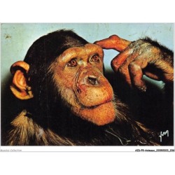 AIDP9-ANIMAUX-0823 - singes et singeries