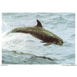 ATAP15-1021-ANIMAUX - Dauphin de risso