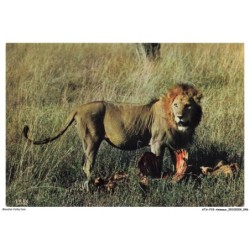 ATAP15-1037-ANIMAUX - Faune africaine - Le repas du lion