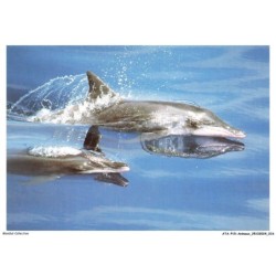 ATAP15-1022-ANIMAUX - Dauphin a long bec