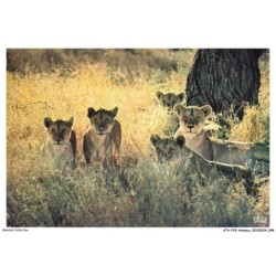 ATAP15-1038-ANIMAUX - Faune africaine - Lionne et lionceaux