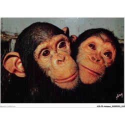 AIDP9-ANIMAUX-0822 - singes et singeries