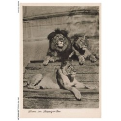 ATAP15-1026-ANIMAUX - Loven in leipziger zoo