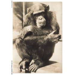 ATAP15-1060-ANIMAUX - Chinpansé