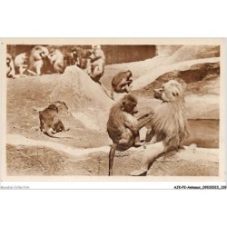 AJKP2-0183 - ANIMAUX - LES HAMADRYAS SUR LEUR ROCHER