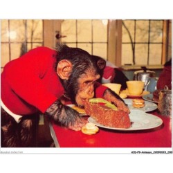 AIDP9-ANIMAUX-0820 - singe qui mange