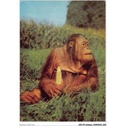 AIDP9-ANIMAUX-0838 - chimpanzé