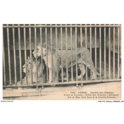AVWP12-0712-ANIMAUX - Paris - Jardin des plantes - Lion et lionne - Félis leo - Afrique