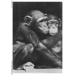 AOAP8-0599-ANIMAUX - chimpanzé
