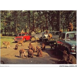 AJQP10-0973 - ANIMAUX - SINGES ET ZEBRES