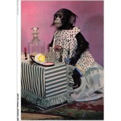 AKVP10-0775-ANIMAUX - UN SINGE