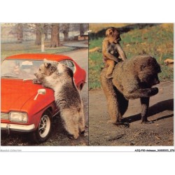 AJQP10-0972 - ANIMAUX - OUR ET SINGES