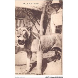 AJXP9-0945 - ANIMAUX - AOF - un lion
