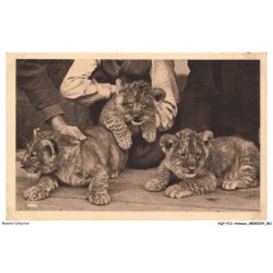 AQYP12-0741-ANIMAUX - Parc zoologique du bois de vincennes - Trois lionceaux nés au parc