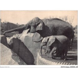 AIDP8-ANIMAUX-0775 - un élephant d'asie femelle et micheline - jeune éléphant d'afrique
