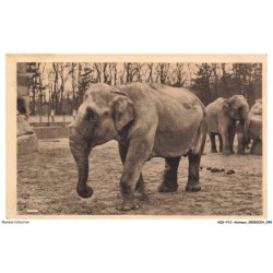 AQYP12-0735-ANIMAUX - Parc zoologique du bois de vincennes - Eléphant d'asie