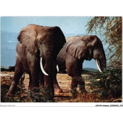 AIDP8-ANIMAUX-0771 - élephants